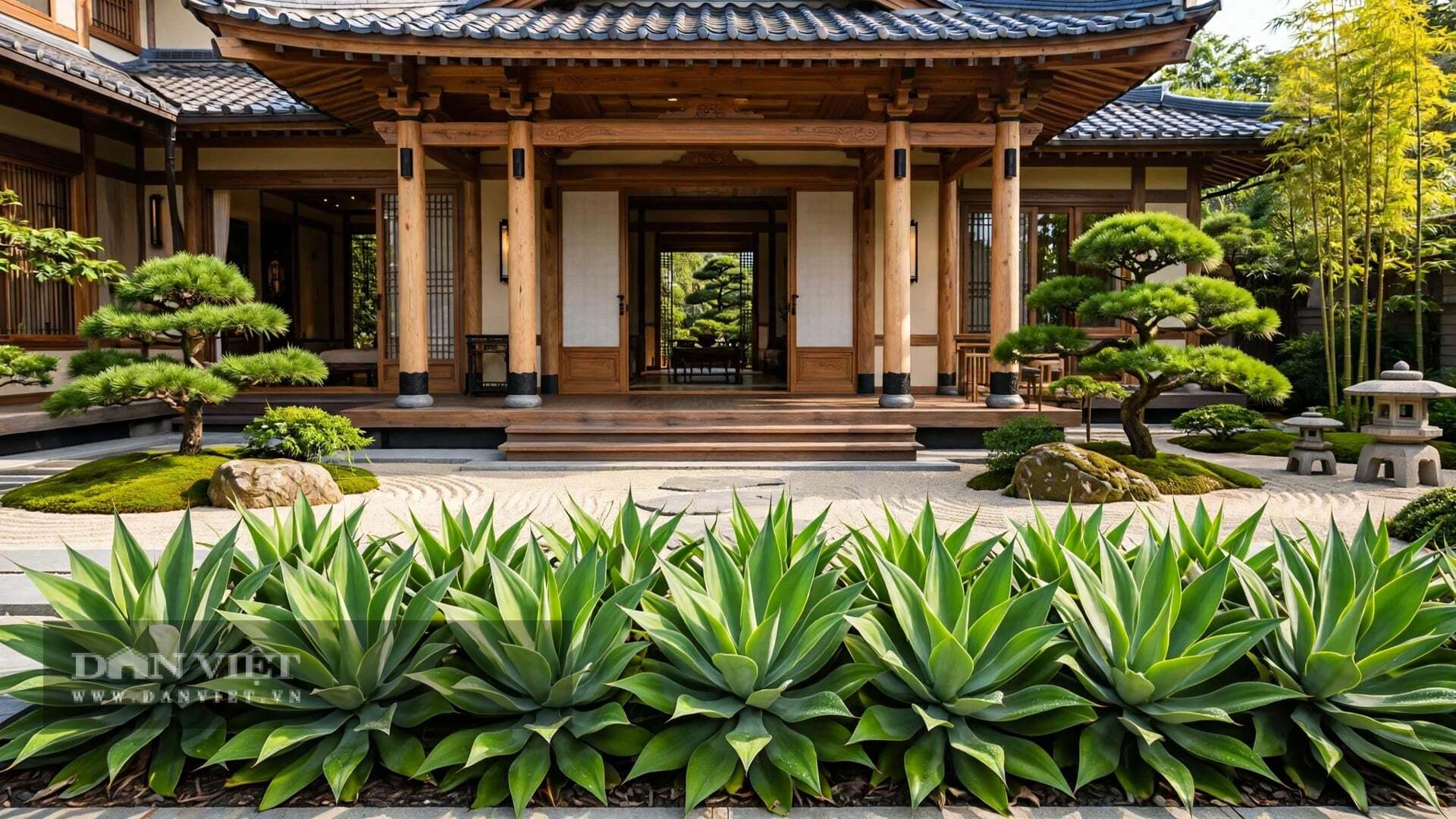 4 cây cảnh trấn trạch, xua tà, rước lộc, trồng một lần, bình an trăm năm, người lười cũng trồng được - 13