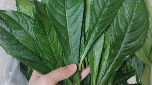 Lá xương sông thường được sử dụng với liều lượng từ 15-20g mỗi ngày, dưới dạng thuốc sắc hoặc thuốc hãm, để điều trị các bệnh như cảm sốt, ho và hen suyễn.