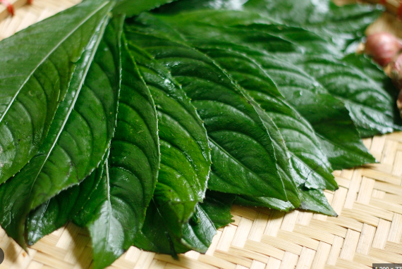 Lá xương sông là một loại cây gia vị phổ biến.