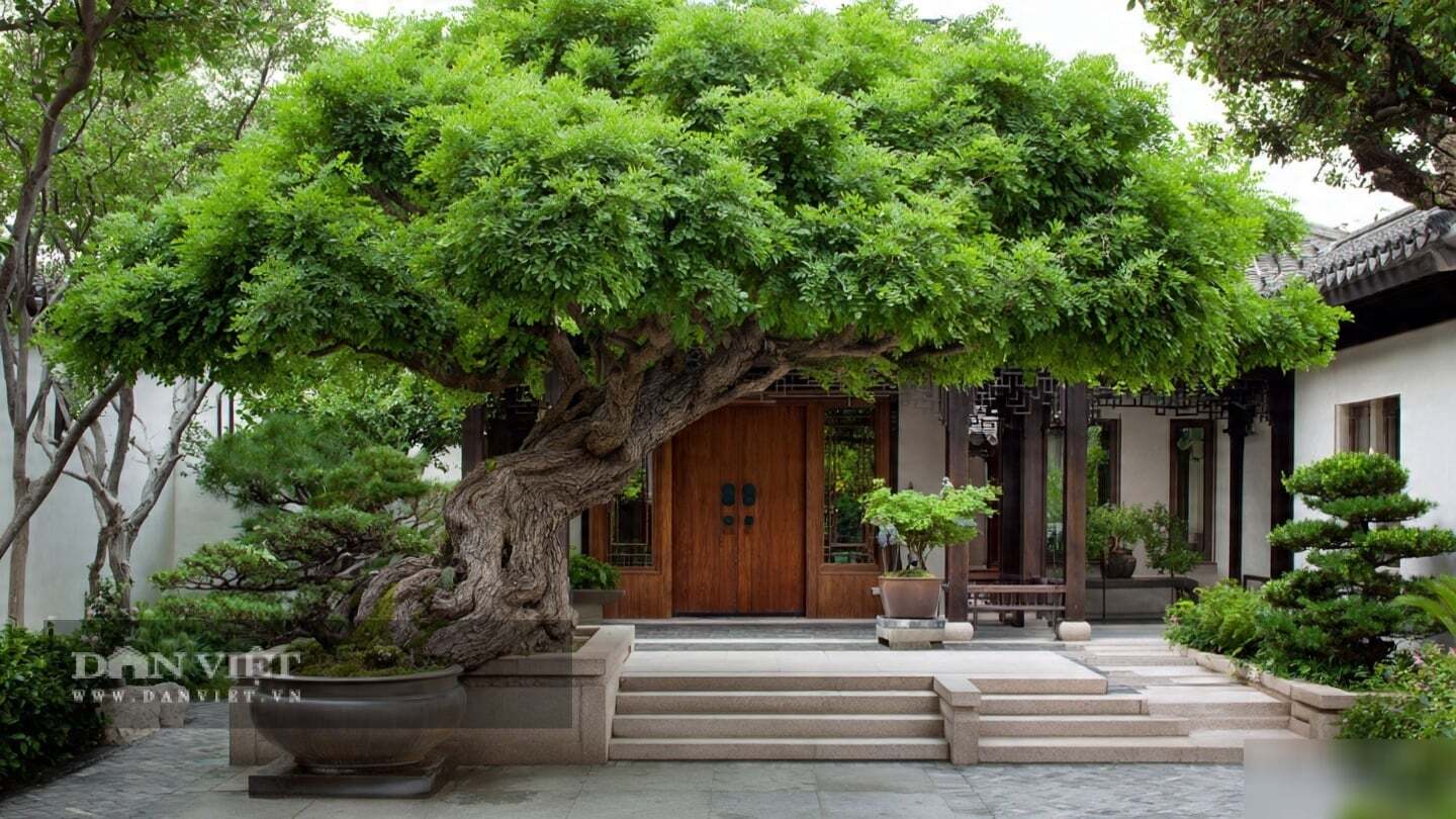 Vẻ đẹp của cây cảnh này không ồn ào.