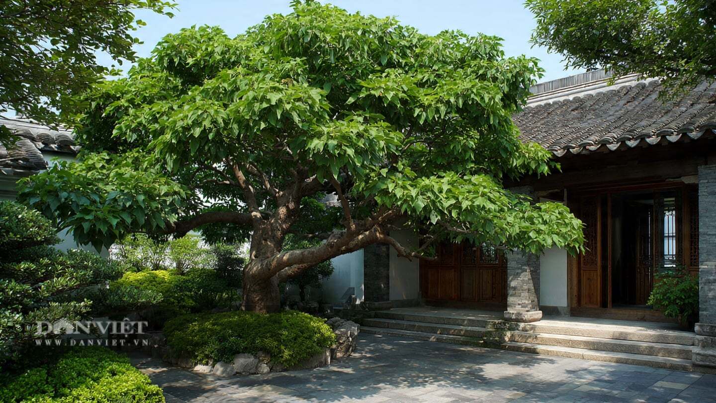 Cây cảnh này đẹp một cách kiêu hãnh và cô độc.
