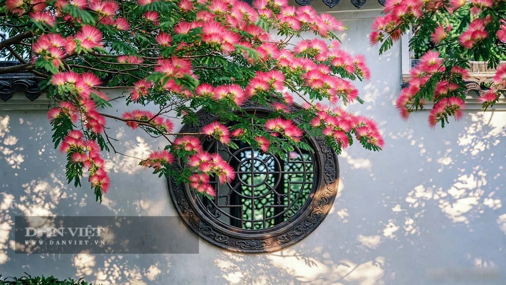 Bốn cây cảnh, bốn tính cách, bốn tầng khí.