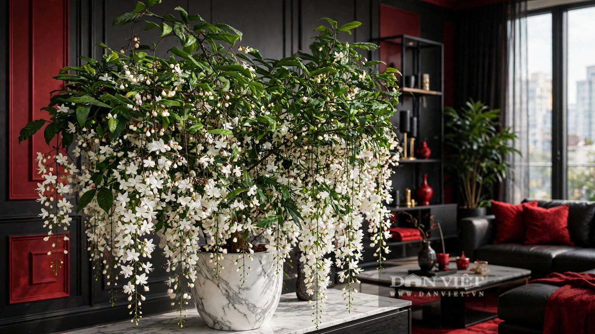 Cây cảnh này không hề yếu ớt như vẻ ngoài.