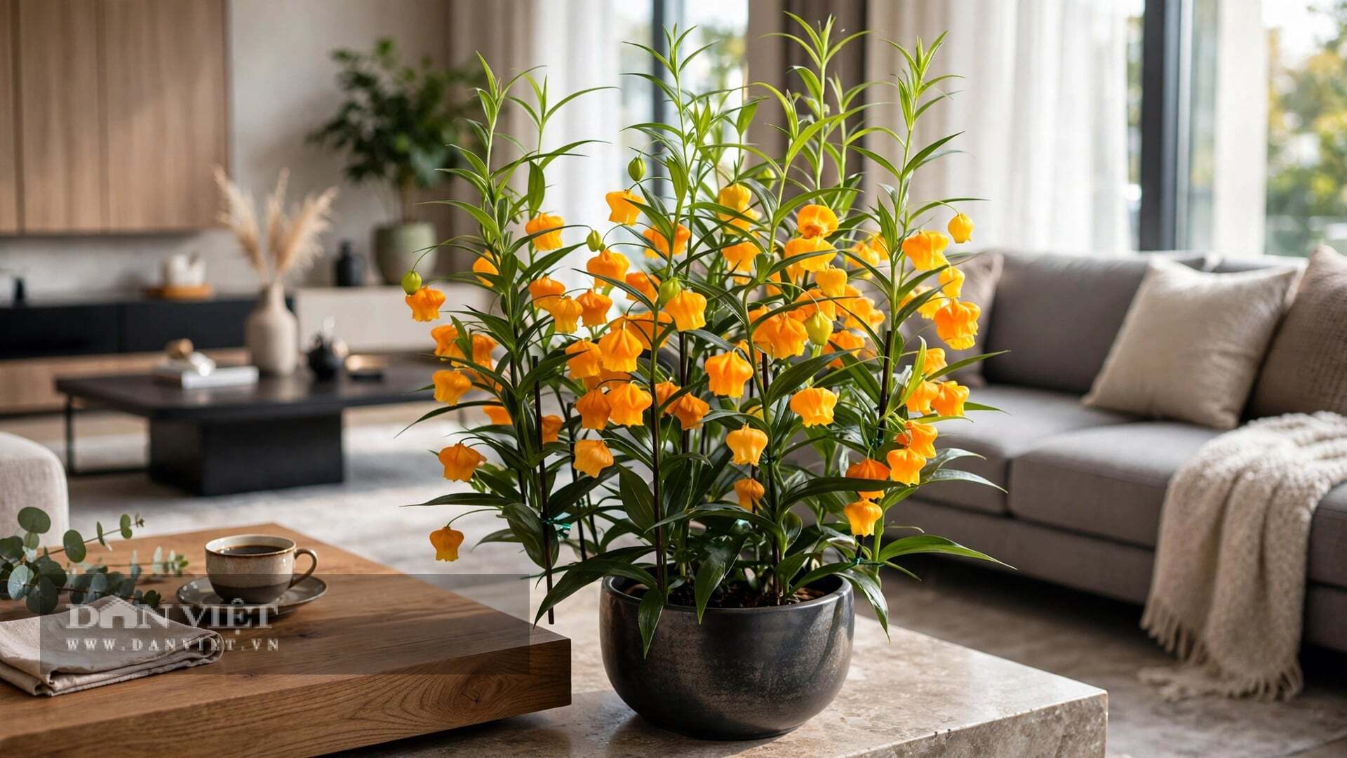 Cây cảnh này ưa nhiệt độ từ 15-25 độ