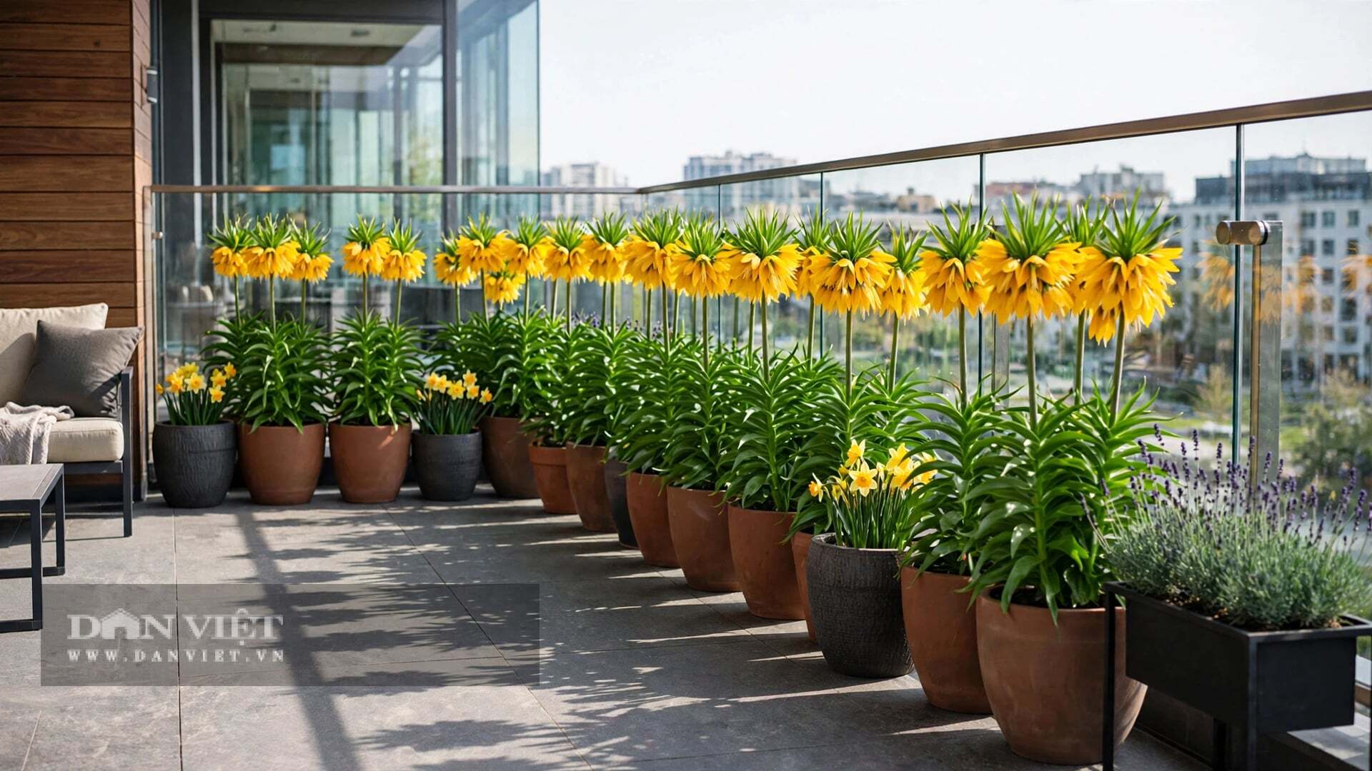 3 cây cảnh quý tộc nhà giàu thích nhất, chiêu tài, rước lộc, vượng gia, trồng trong nhà tiền tài tự tìm đến - 12