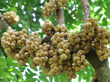 Vườn bòn bon Thái ở miền Tây sai trĩu quả, thu 50 tấn mỗi vụ vẫn không đủ bán