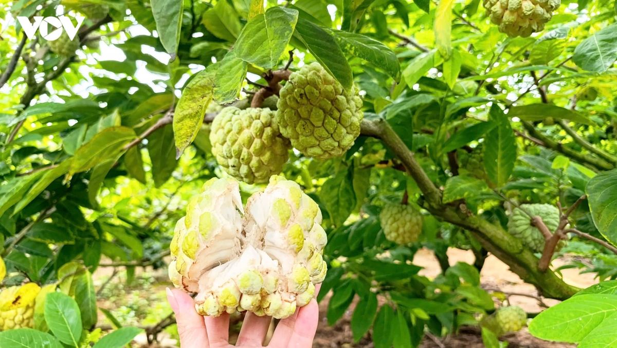 Na bở Đông Triều tập trung trồng nhiều ở khu vực Bình Khê. Quả na đạt chất lượng tốt nhất sẽ có size từ 3 đến 4 lạng/quả; múi dày và ngọt
