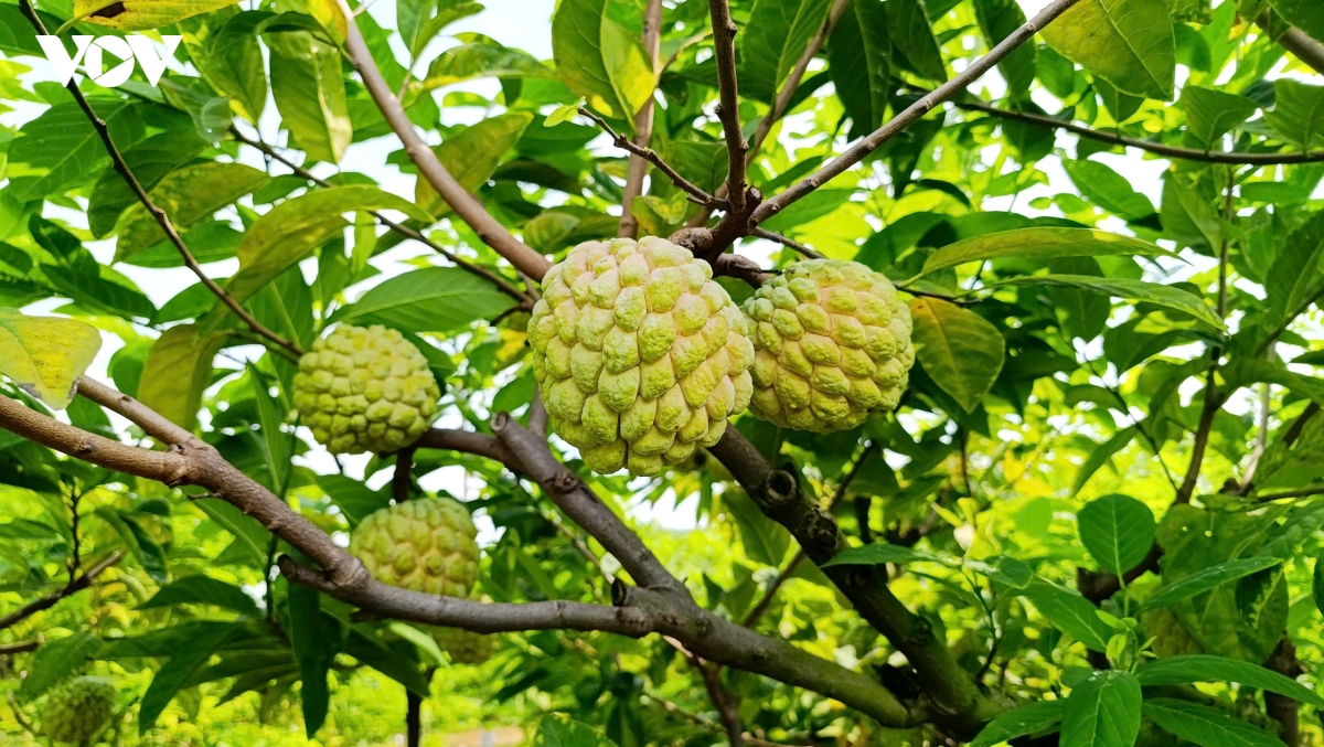 Na bở Đông Triều (Quảng Ninh) vào vụ, nông dân hái ra tiền nhờ canh tác an toàn - 1