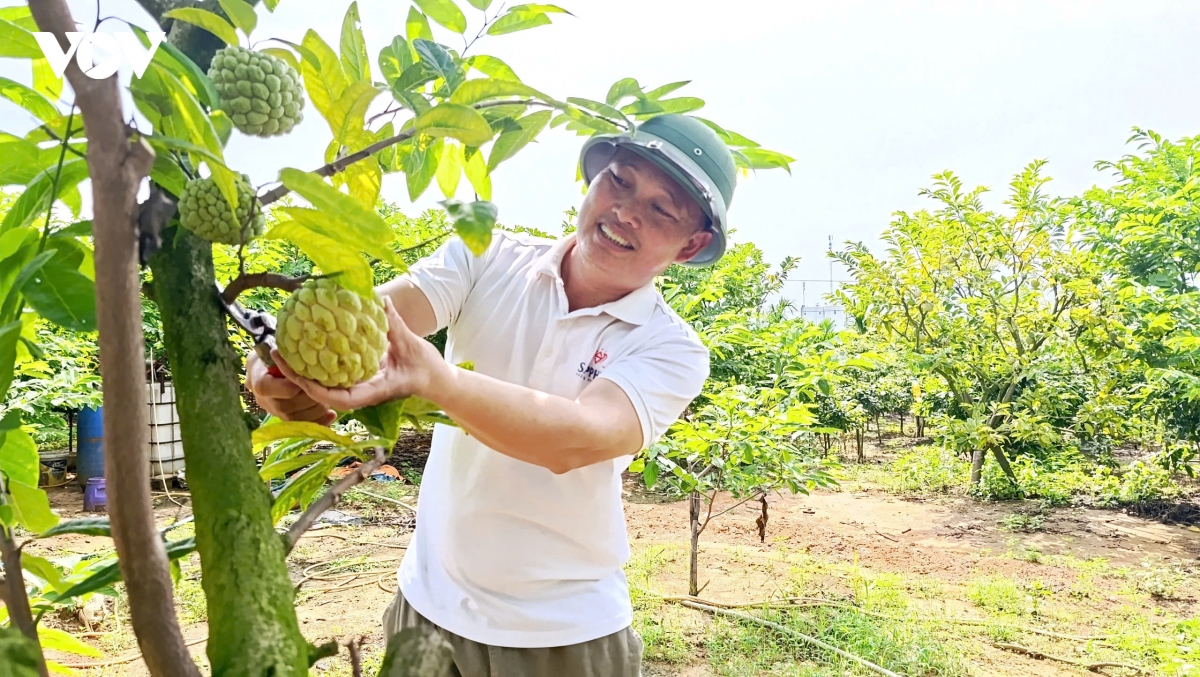 Nhờ áp dụng kỹ thuật canh tác tốt, nhà vườn 7.000m2 của gia đình ông Phạm Văn Cường cho nguồn thu ổn định, ước đạt từ 400 đến 500 triệu đồng/năm