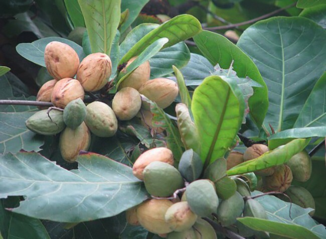Loại quả xưa chín rụng đầy nay thành đặc sản giá 500.000 đ/kg, trồng một lần thu hoạch nhiều năm, tốt cho sức khỏe - 4