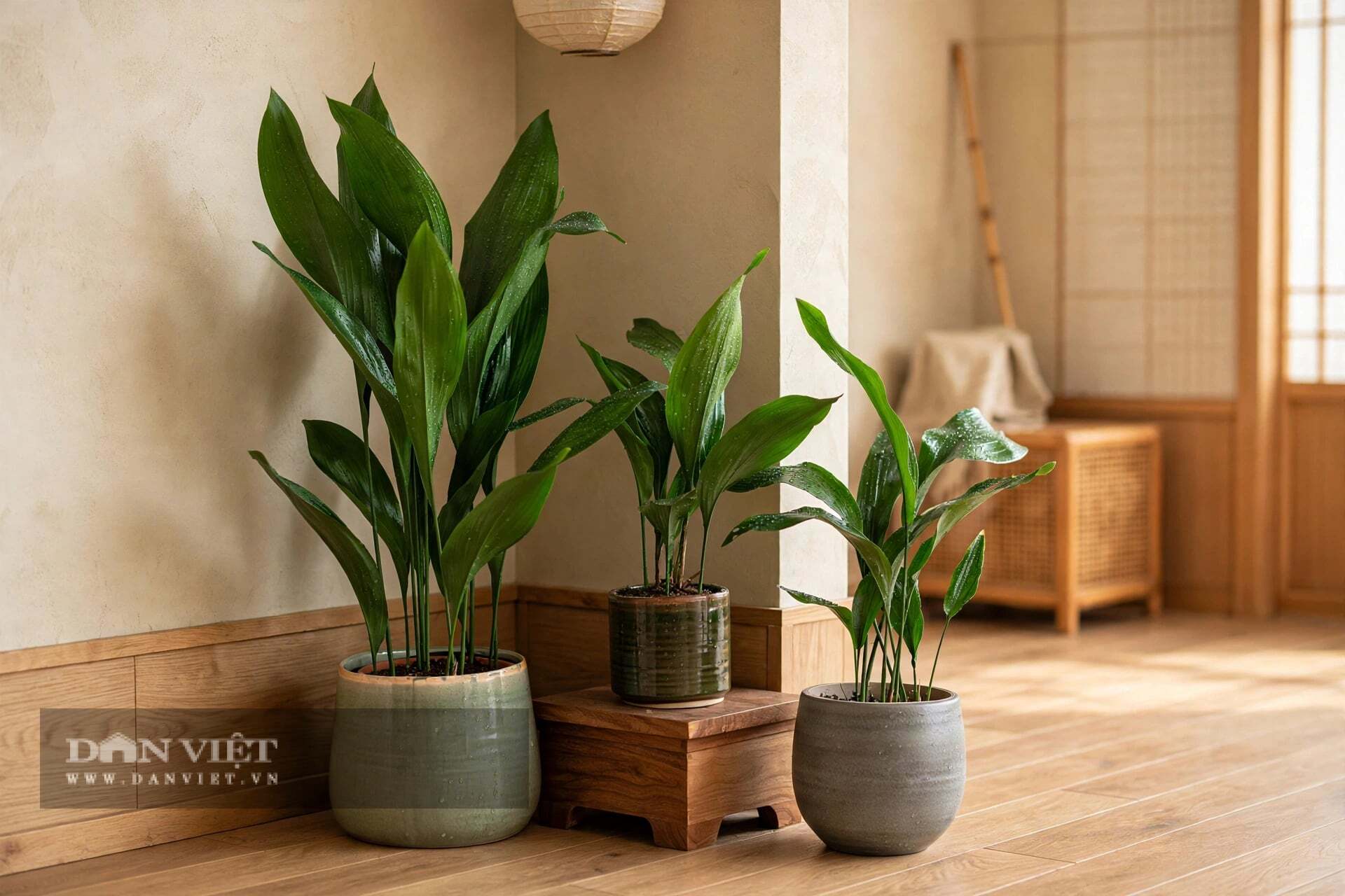 Đừng trông đợi ở cây cảnh này sự màu mè.