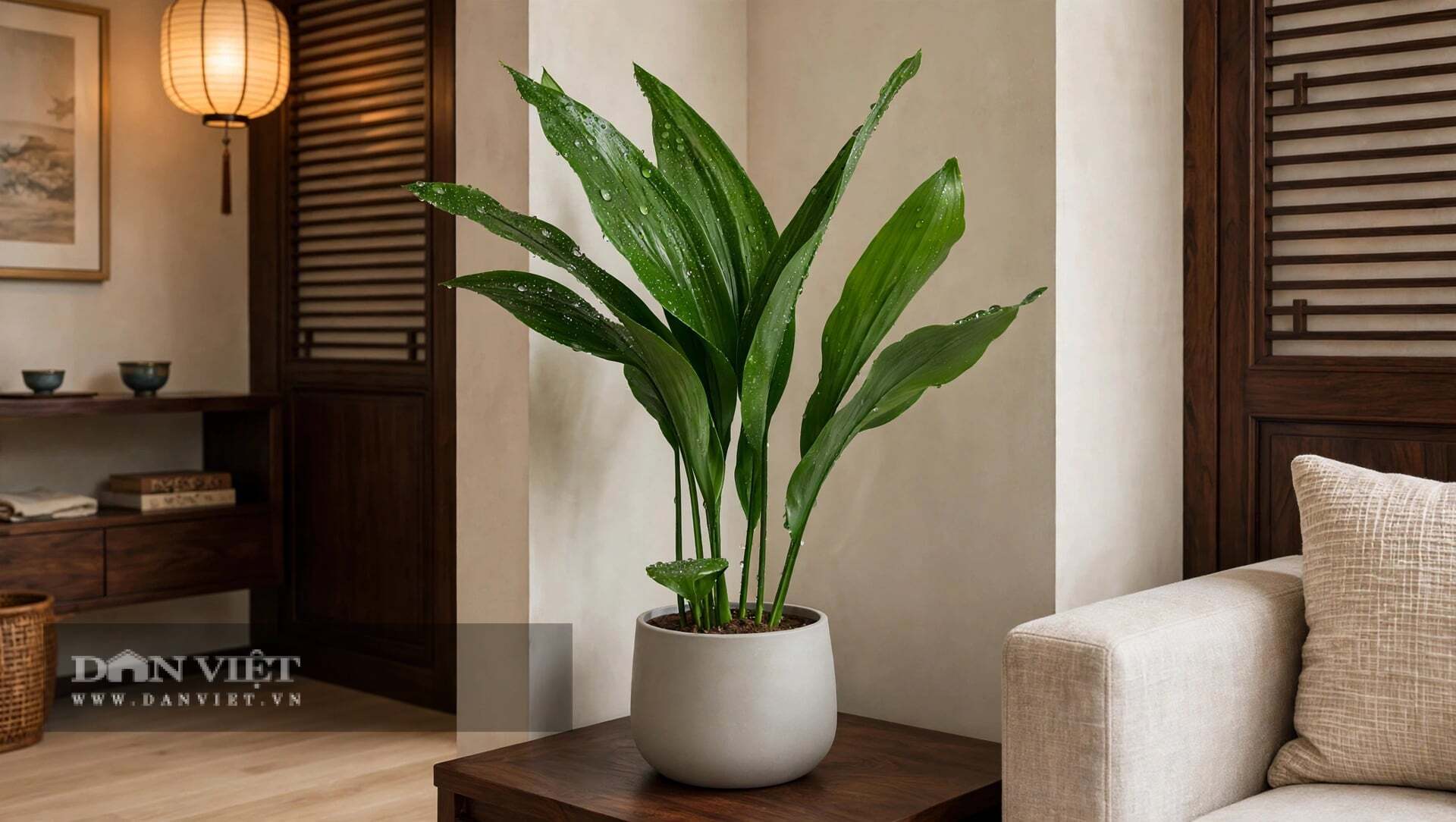 Cây cảnh này là phiên bản Plus của loài gián bất diệt