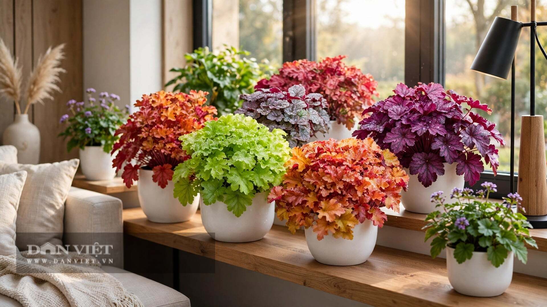 Cây cảnh này đẹp nhất khi ở trong trạng thái nửa nắng nửa râm.
