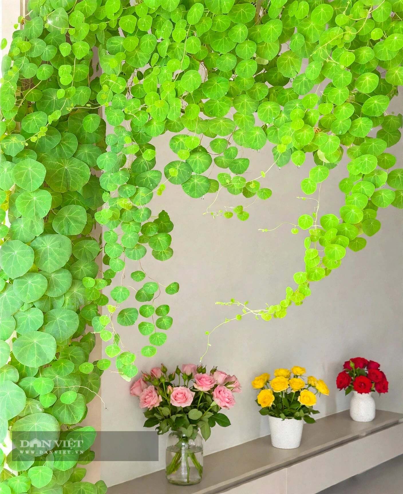 4 cây cảnh như máy hút tài lộc cho phòng khách thiếu sáng, càng tối càng vượng, củ càng to tiền càng dày - 11
