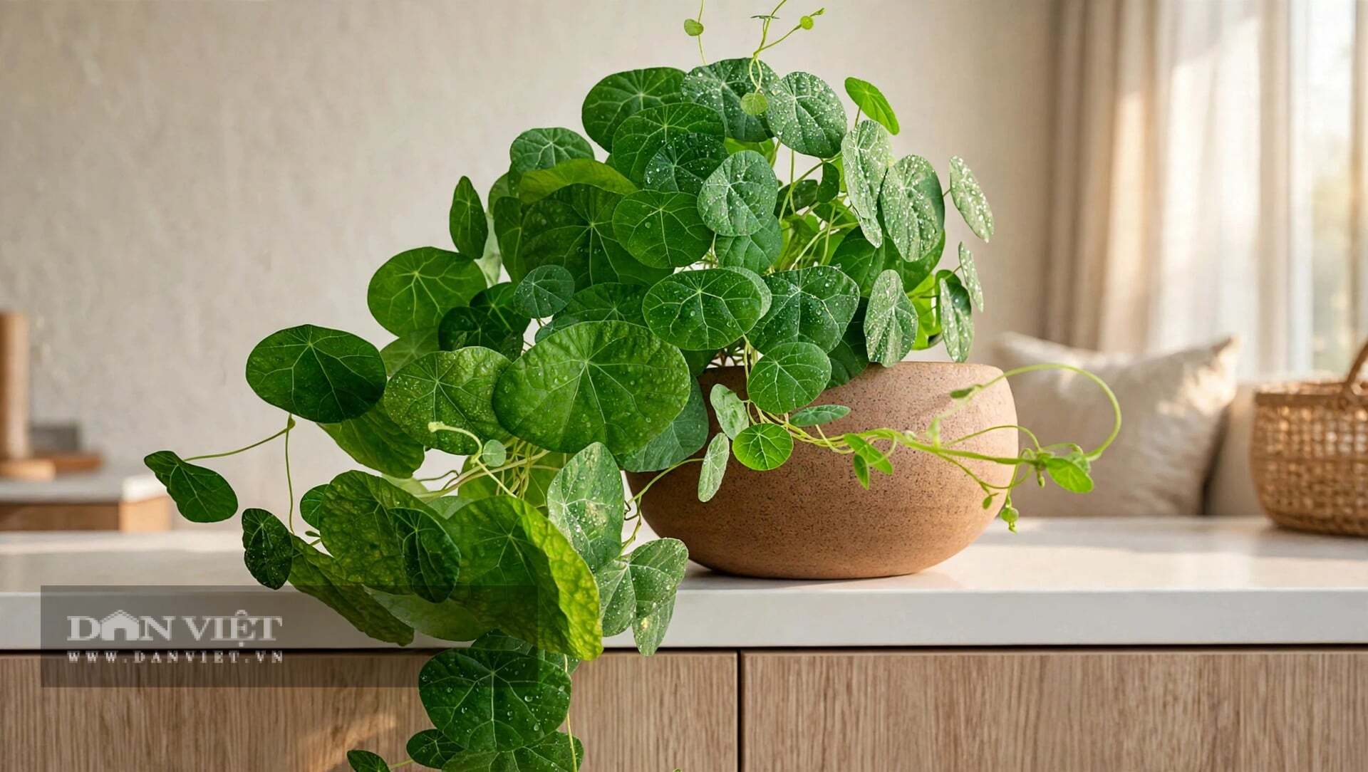 Cây cảnh hợp nhất với người làm kinh doanh