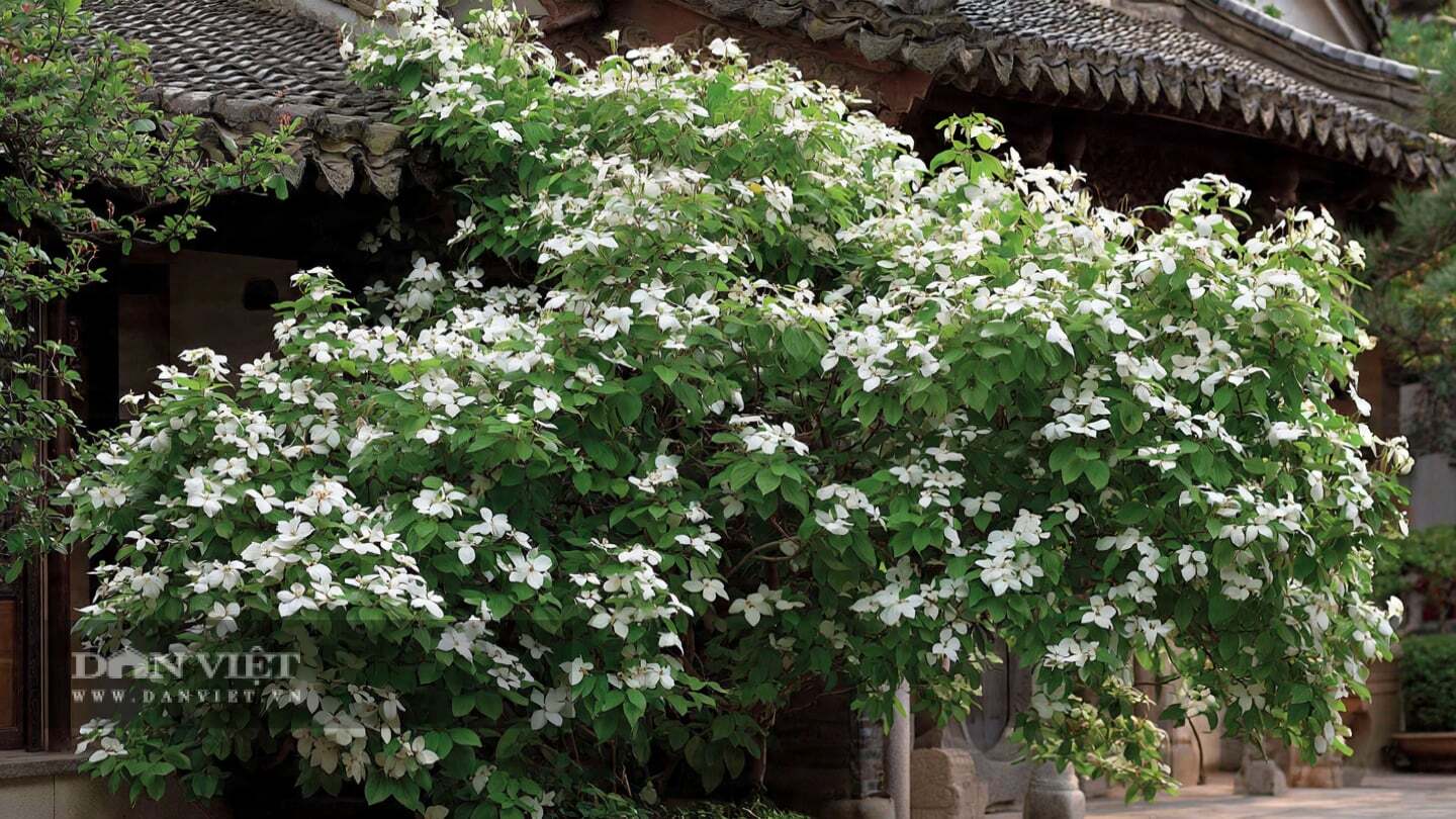 Cây cảnh nở rộ trong thời gian dài