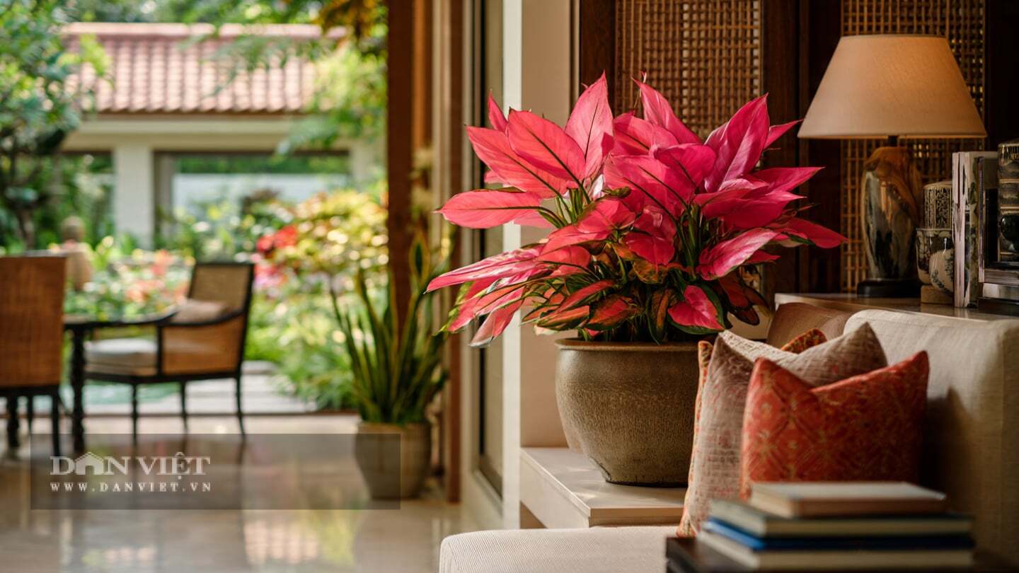Cây cảnh vạn lộc rất đa dạng về sắc lá