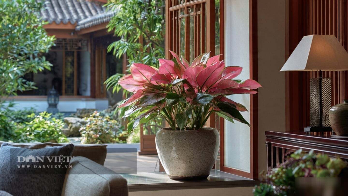 Tên của cây cảnh đã nói lên vận khí.
