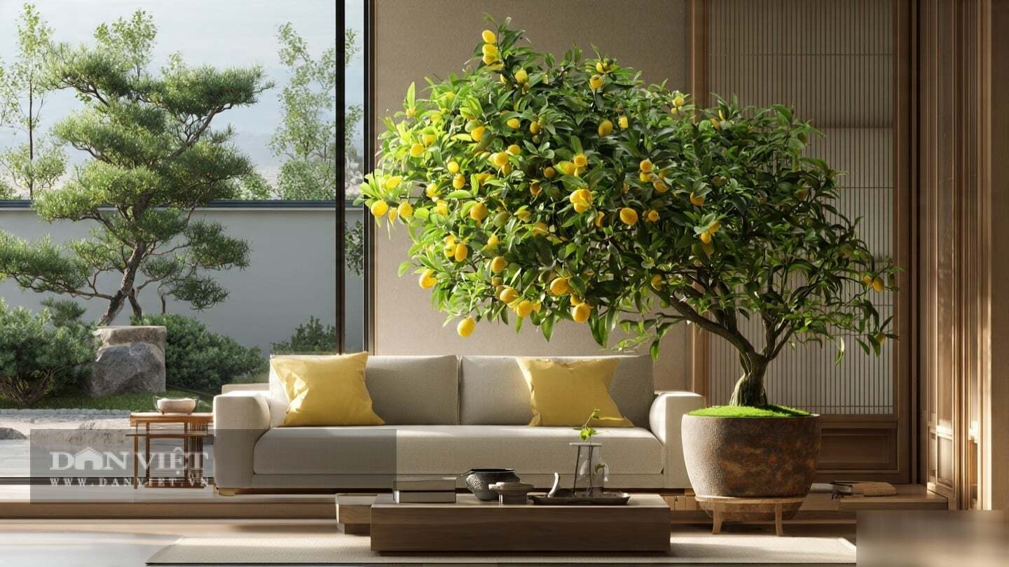 3 cây cảnh hộ mệnh, trồng trong nhà lọc khí, dưỡng tâm, hút tài lộc, gia đình được trời ban phúc lành - 4