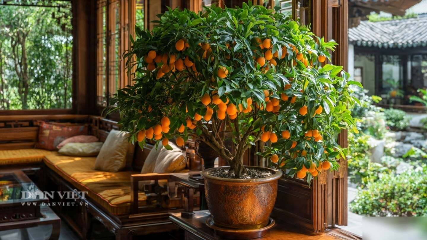 Thiếu nắng chỉ chơi lá.