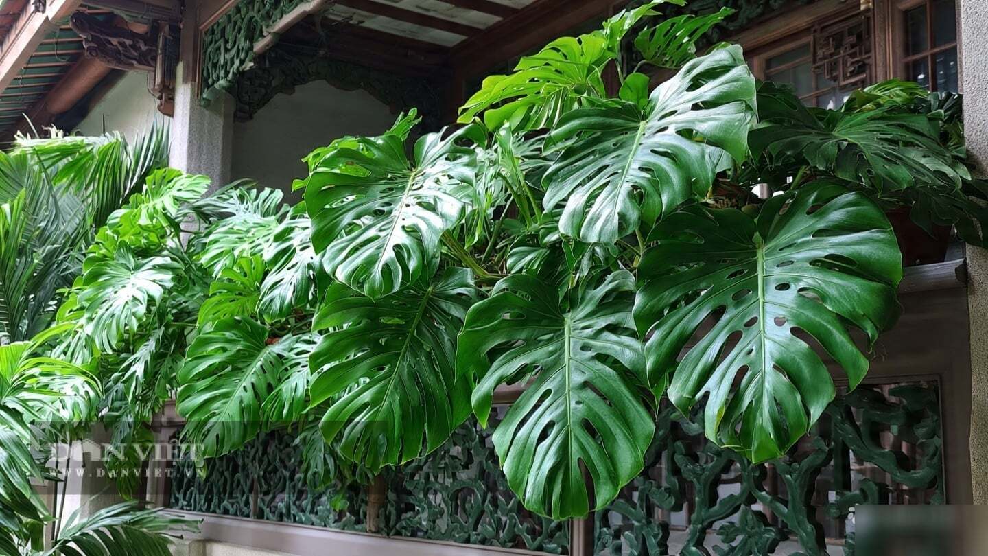 3 cây cảnh hộ mệnh, trồng trong nhà lọc khí, dưỡng tâm, hút tài lộc, gia đình được trời ban phúc lành - 8