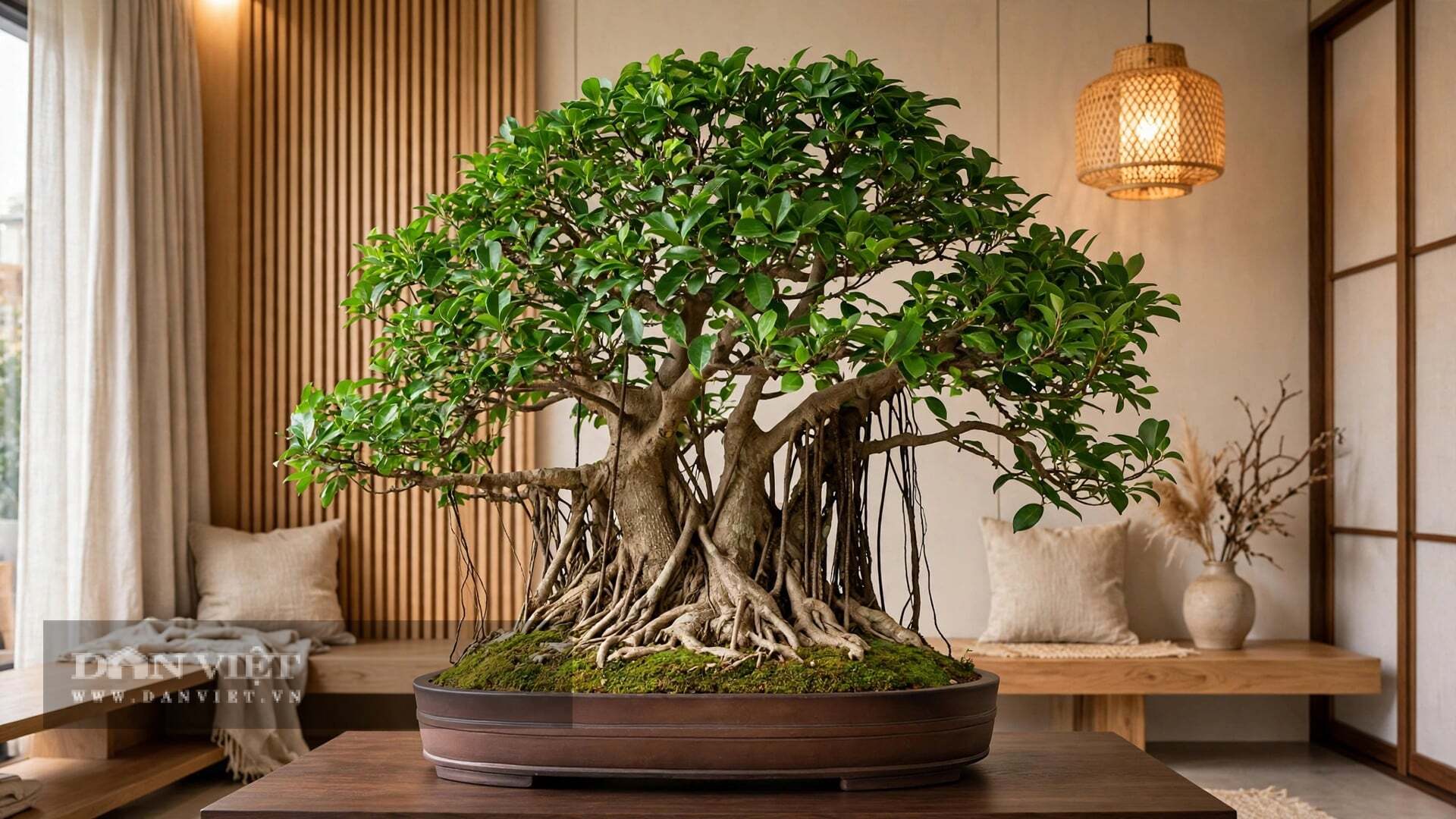Vì vậy, tuyệt đối đừng cho đi cây cảnh sanh của bạn