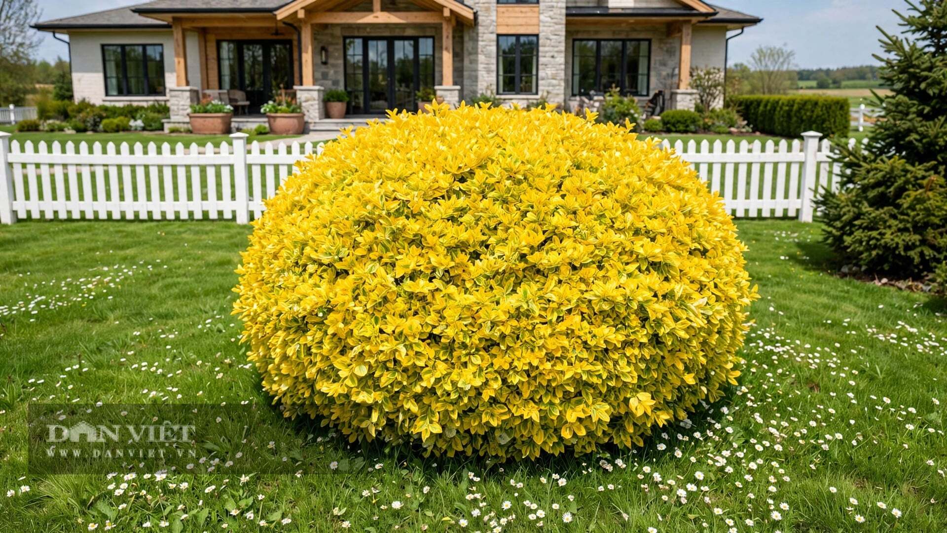 Đây là một loại cây cảnh đa năng