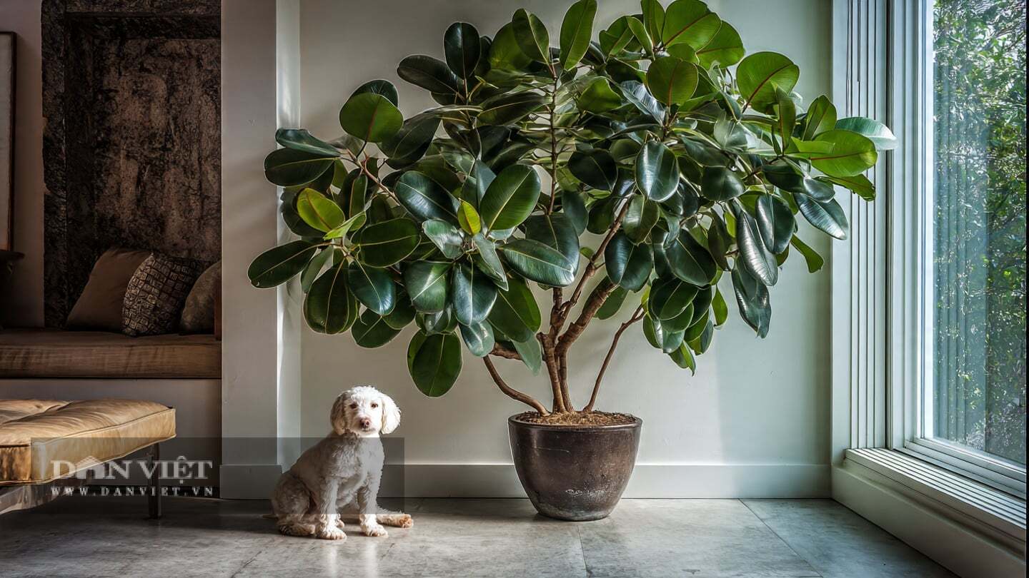 Ý nghĩa phong thủy của cây cảnh đa búp đỏ là sự giàu có bền vững.