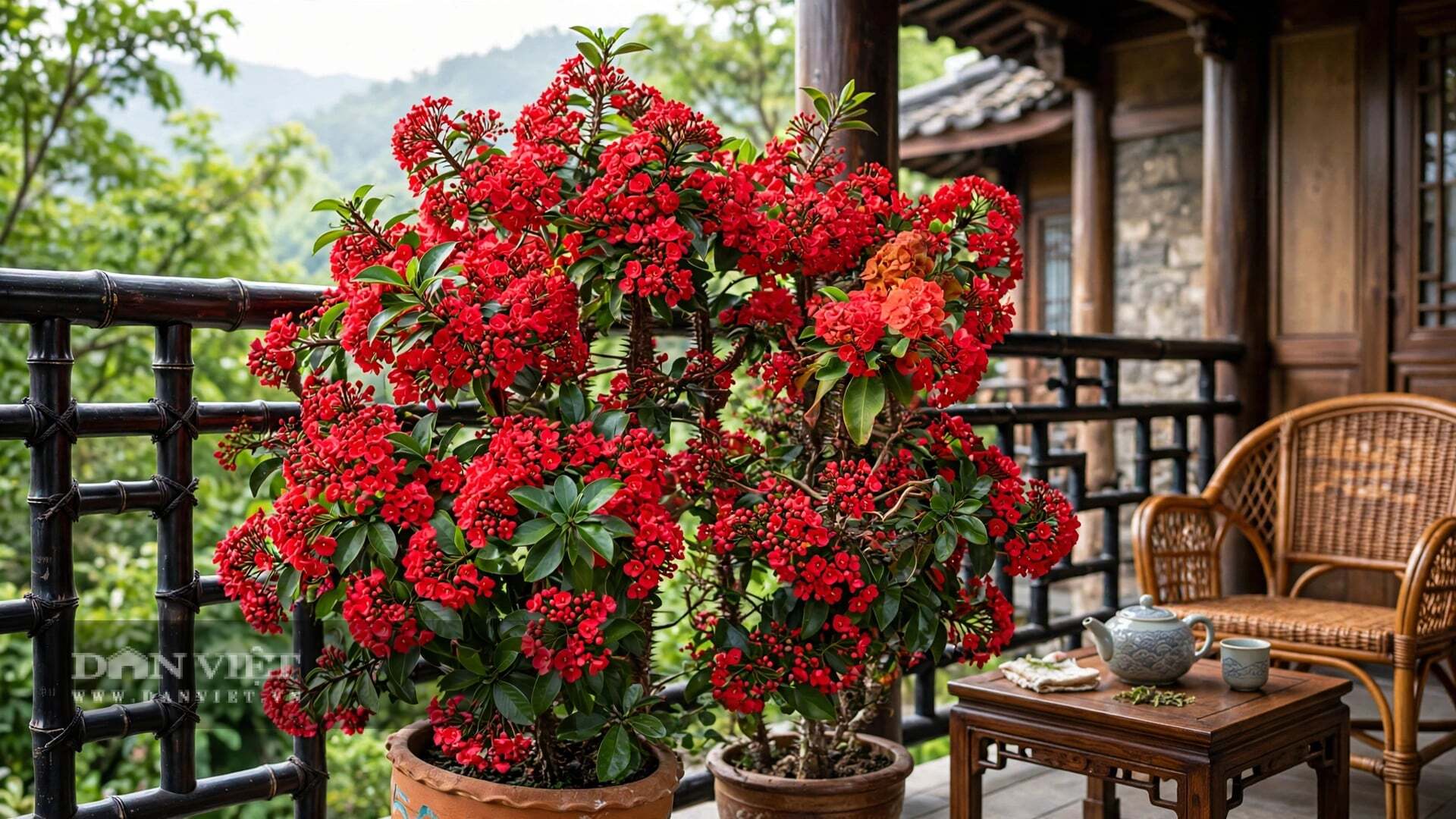 Cây cảnh mang lại sự bình an và vững chãi cho sự nghiệp.
