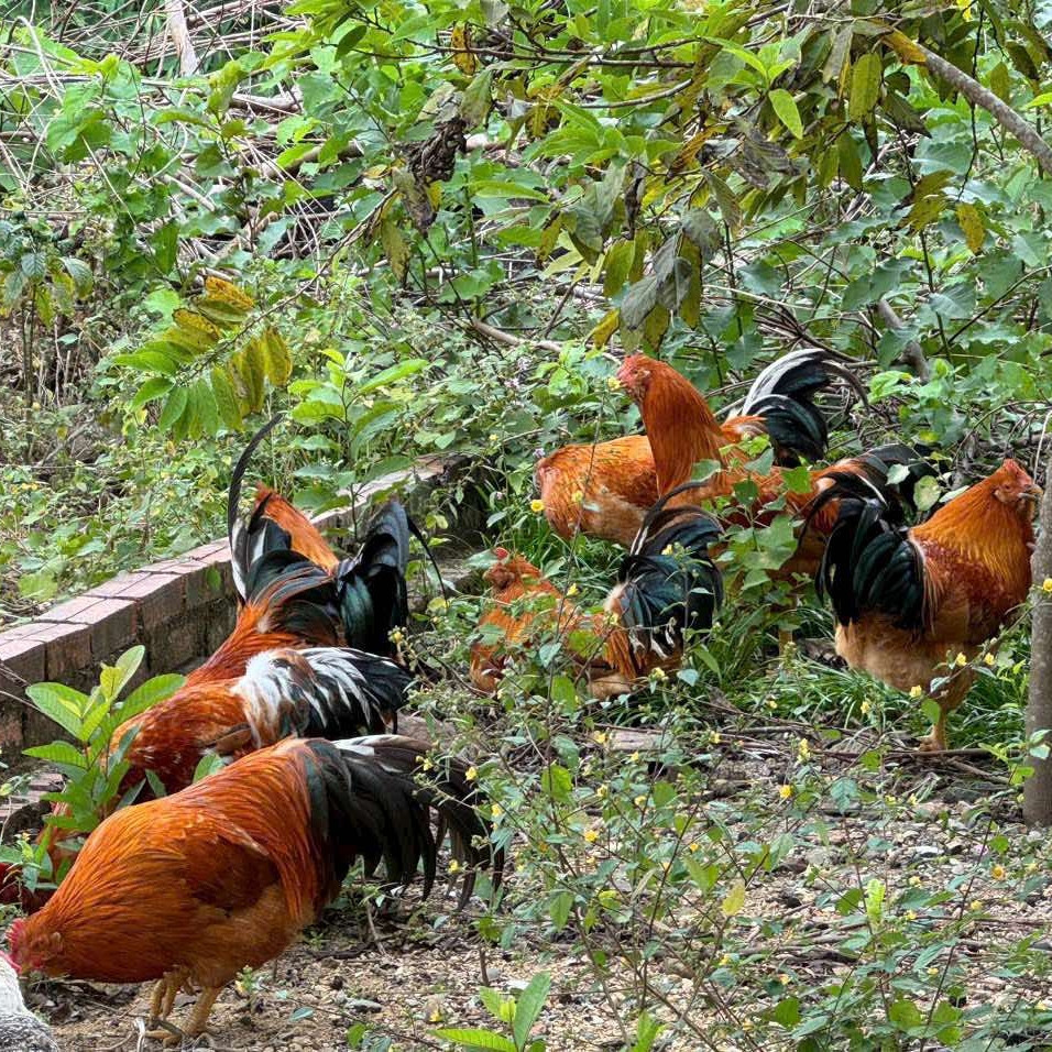 3 Hòn Đảo Hoang Sơ Không Phải Ai Cũng Biết Ở Quảng Ninh, Nhiều Món Hải Sản Ngon - 6