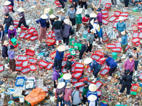 Chợ làng chài cách Hà Nội 3,5 giờ lái xe, hải sản tươi, mực từ 100.000 đồng/kg
