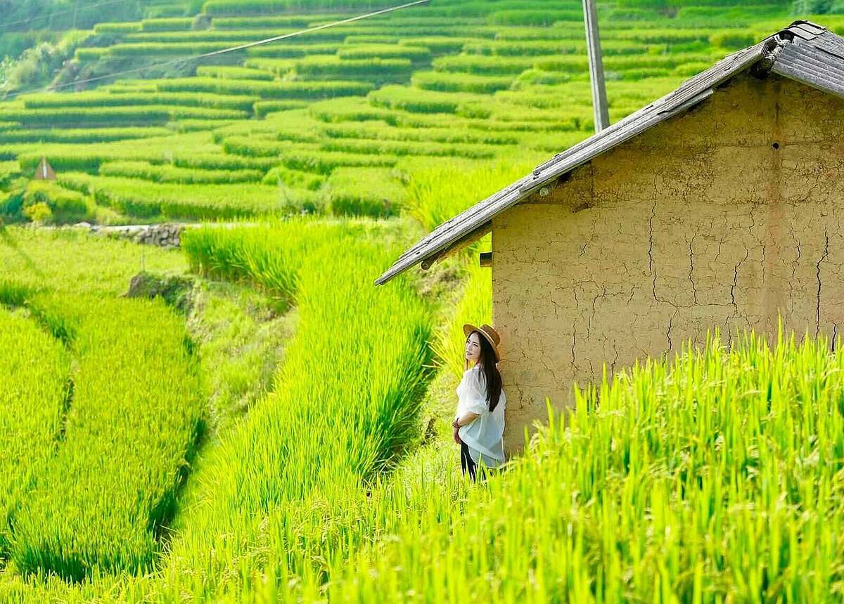 7 Trải Nghiệm Không Nên Bỏ Lỡ Ở Y Tý Mùa Lúa Chín - 1
