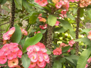 Nhà đẹp - Hoa đẹp đến mấy cũng chớ cắm tháng 7 âm lịch nếu không muốn rước xui xẻo