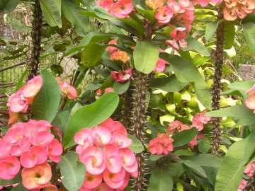 Hoa đẹp đến mấy cũng chớ cắm tháng 7 âm lịch nếu không muốn rước xui xẻo