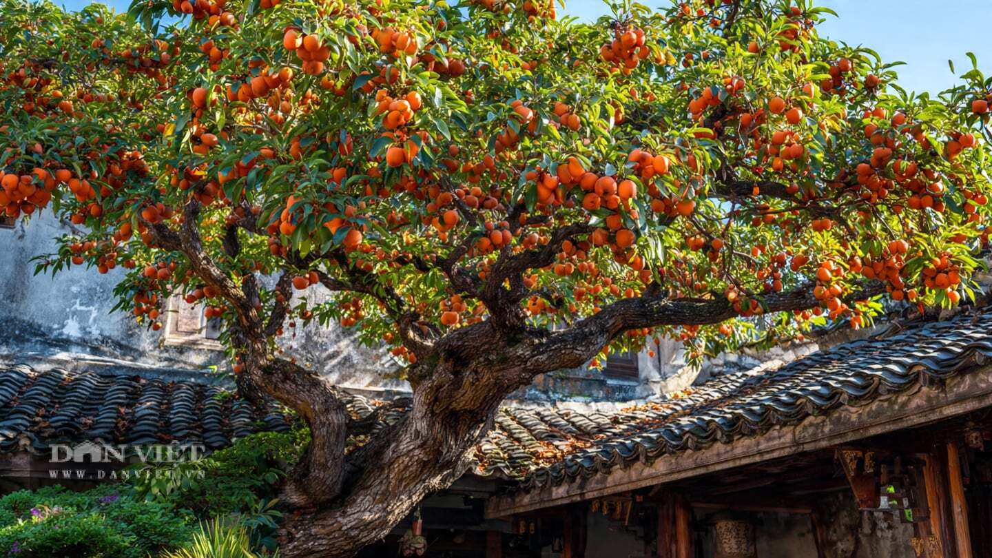 Đây vừa là cây ăn quả vừa là cây cảnh đẹp 4 mùa