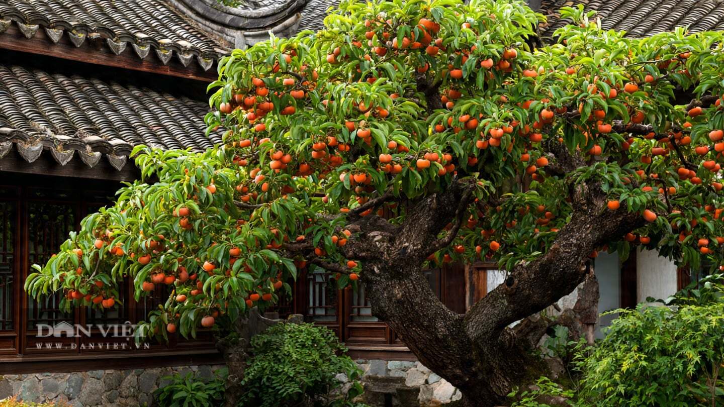 Cây cảnh có thể sống đến vài trăm năm