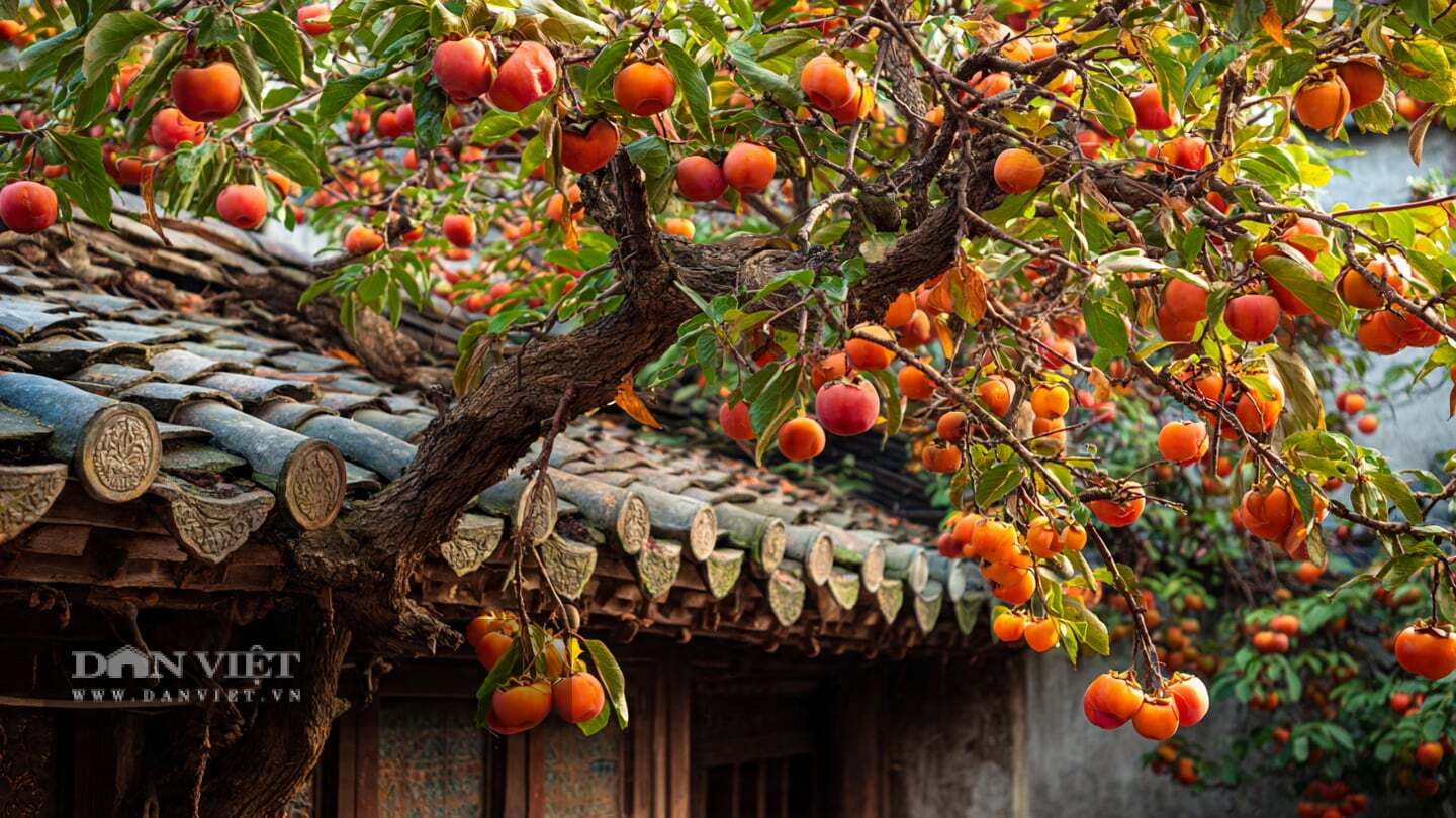 img src/upload/3-2026/images/2026-08-14/1786700807-hong-an-qua-cay-canh-m9-1834-width1920height1084.png width660 /