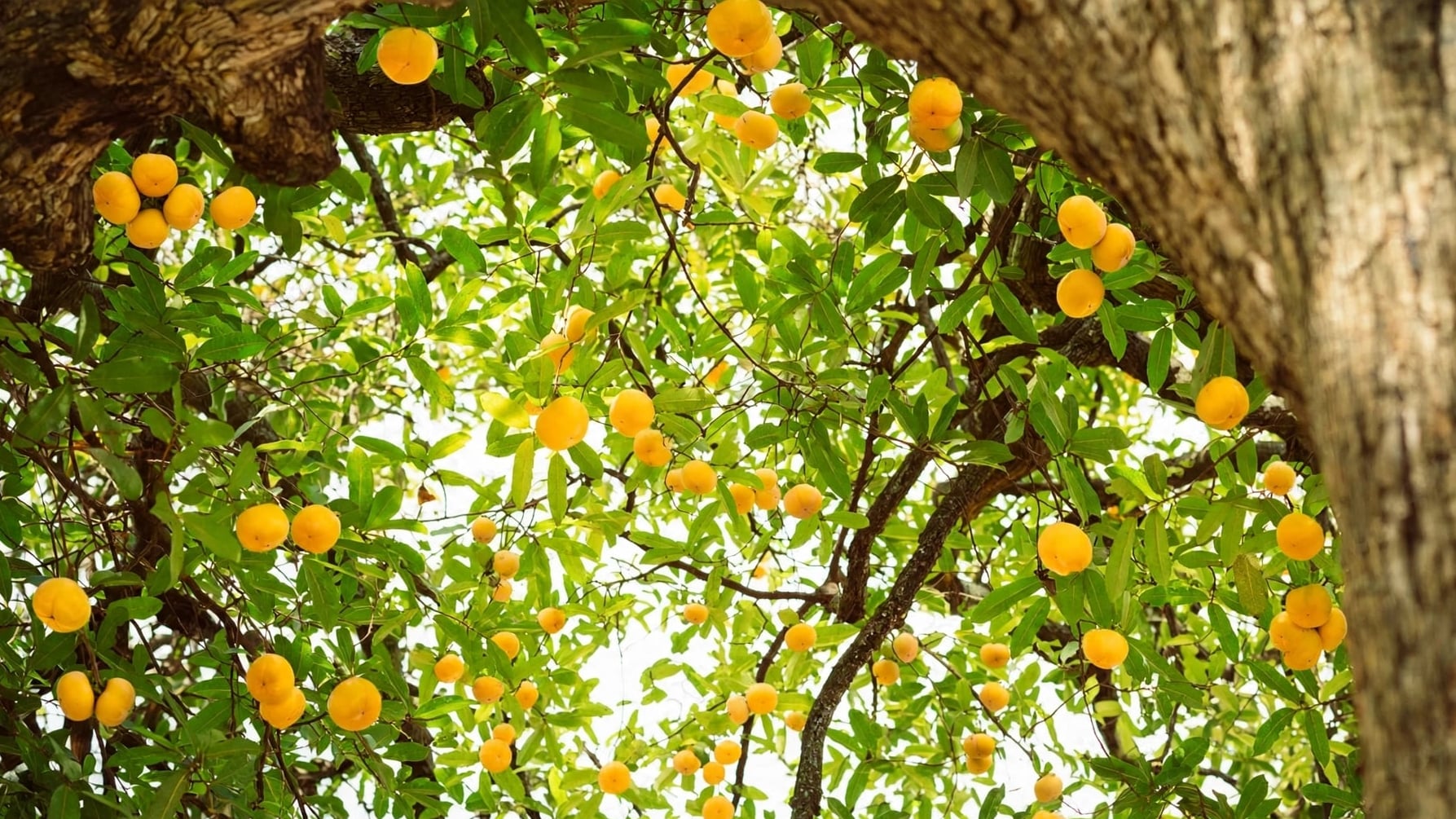 Cây cảnh như thắp đèn trong lá