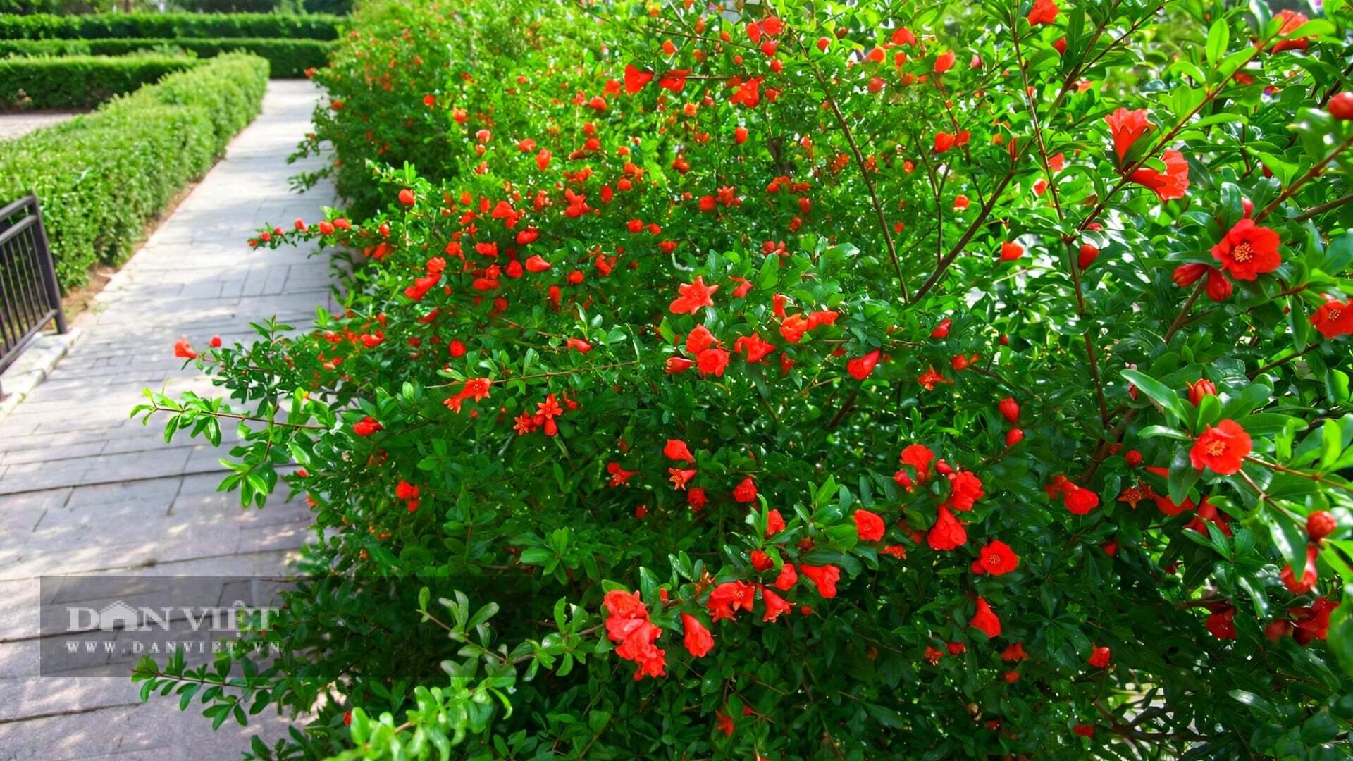 Hoa tươi rực rỡ