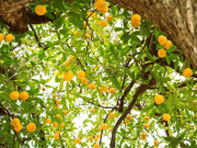 Nhà đẹp - 3 cây cảnh cát tường cho sân vườn mùa thu thơm phức, cầu như ý, hái phúc lành, nuôi dưỡng cả miền thương nhớ