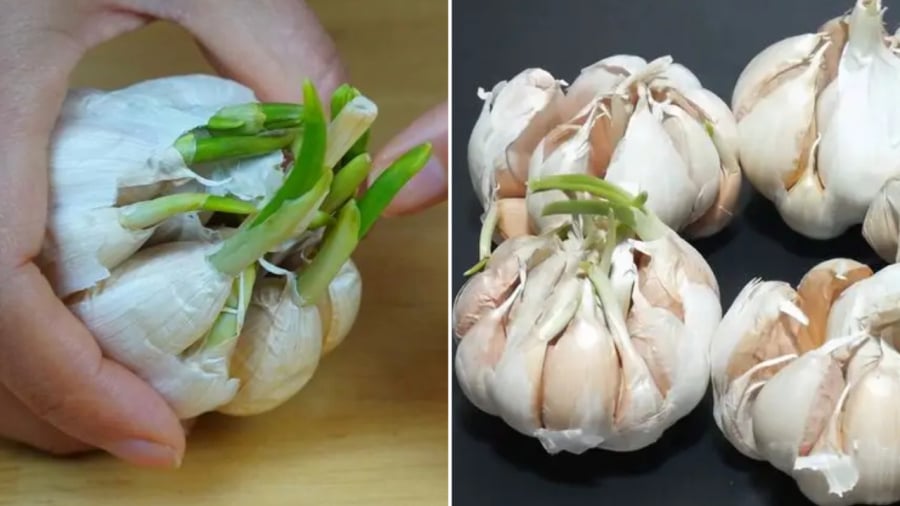 Tỏi mọc mầm xanh có ăn được không? Nhiều người vội vứt cả củ nhưng chuyên gia nói điều này - 1