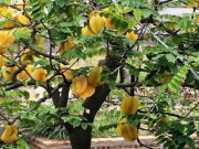 Nhà đẹp - Lý do bất ngờ khiến những mệnh này nên trồng cây khế trong 4 tháng cuối năm 2026