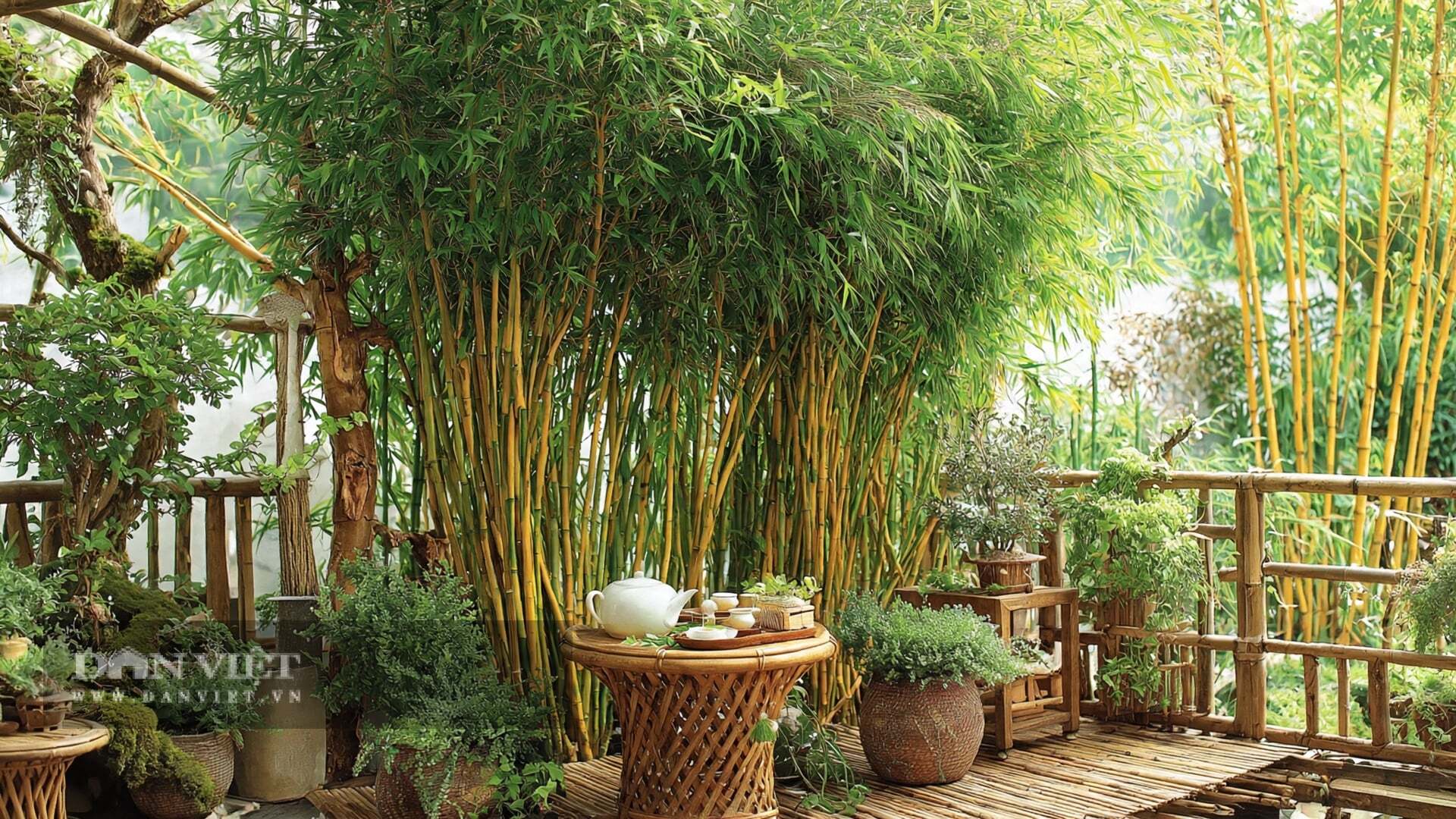 Không có cây cảnh nào mâu thuẫn và hài hòa như tre