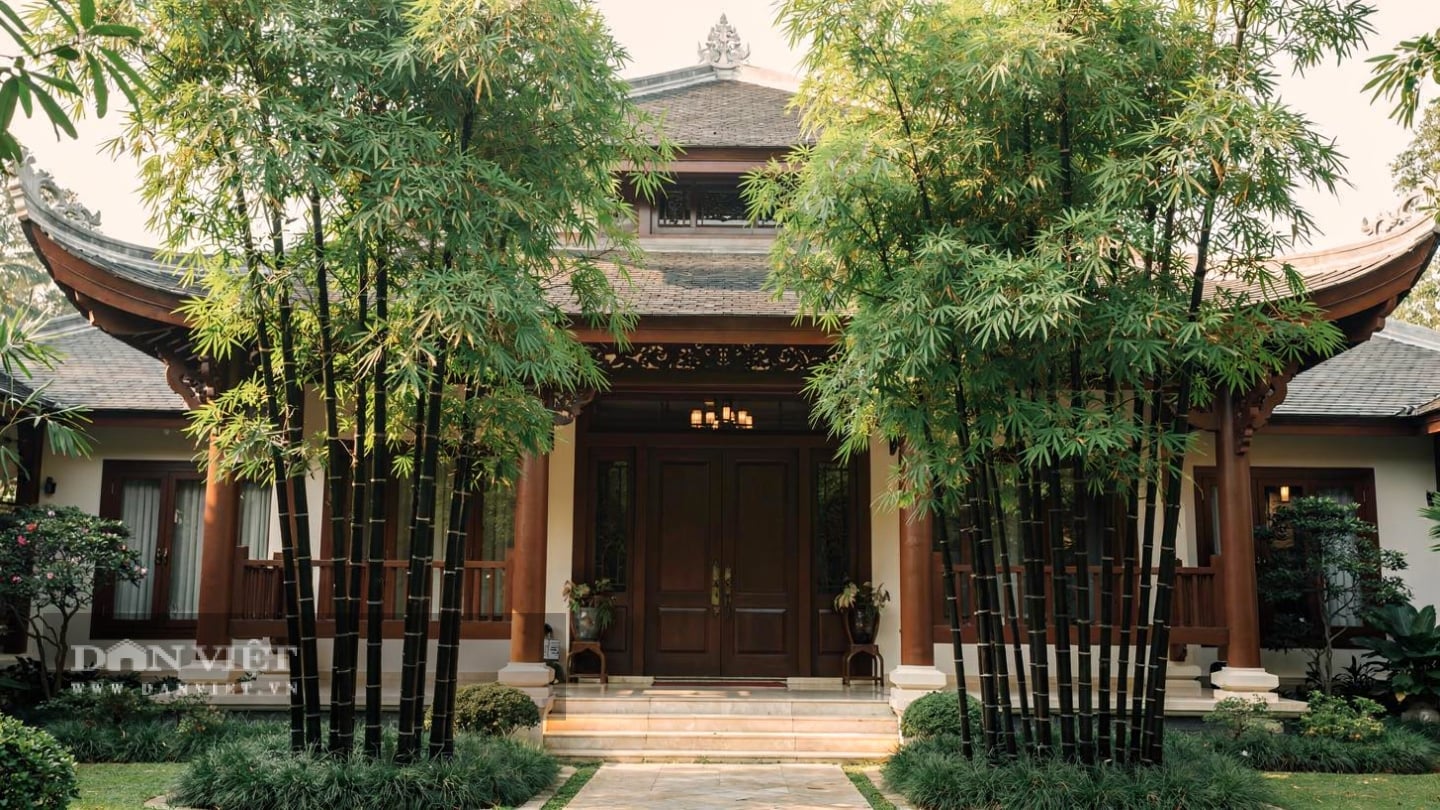 Tre mọc nhanh, đâm măng liên tục
