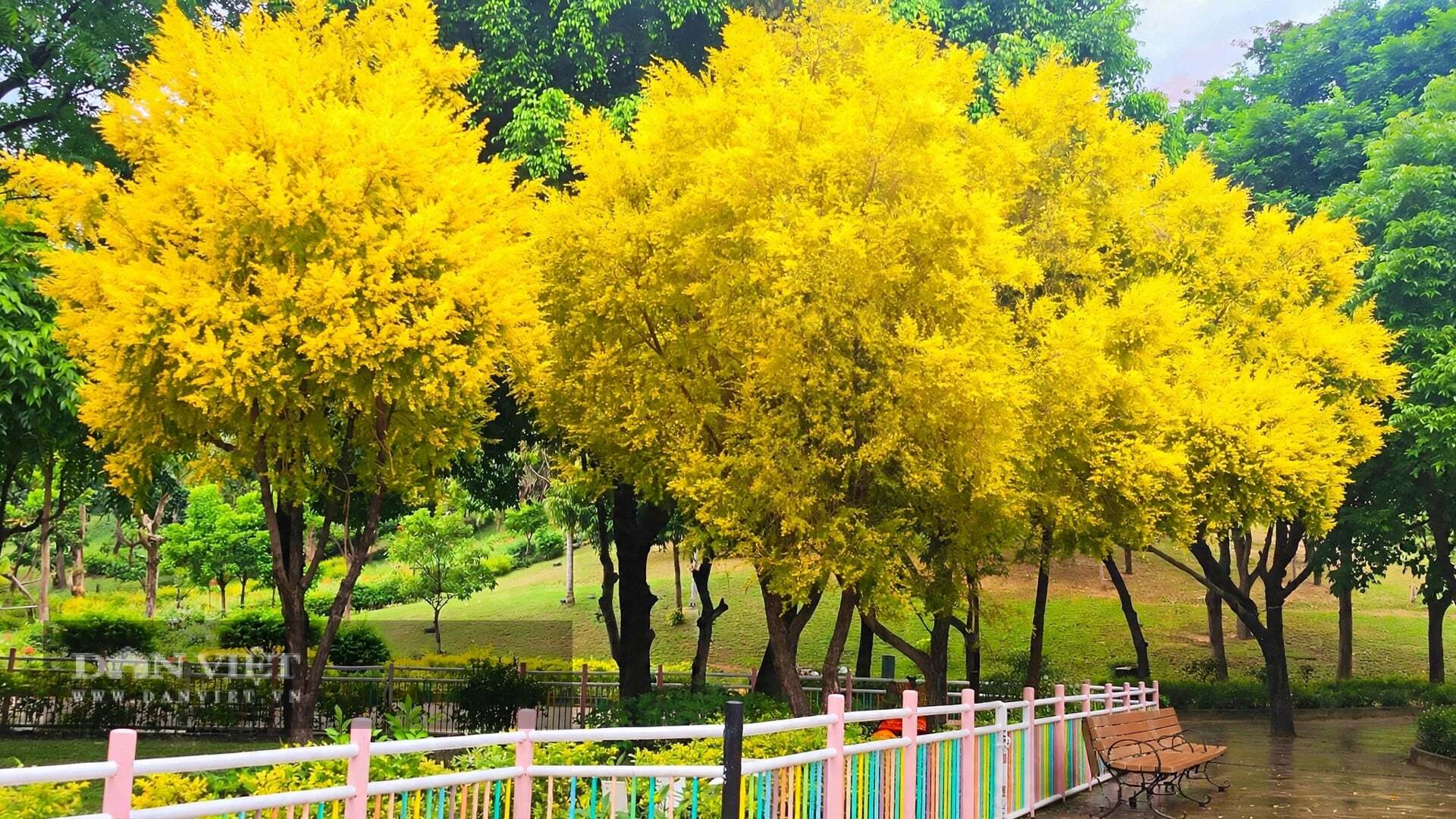 Cây cảnh tràm liễu vàng đã gom hết nắng