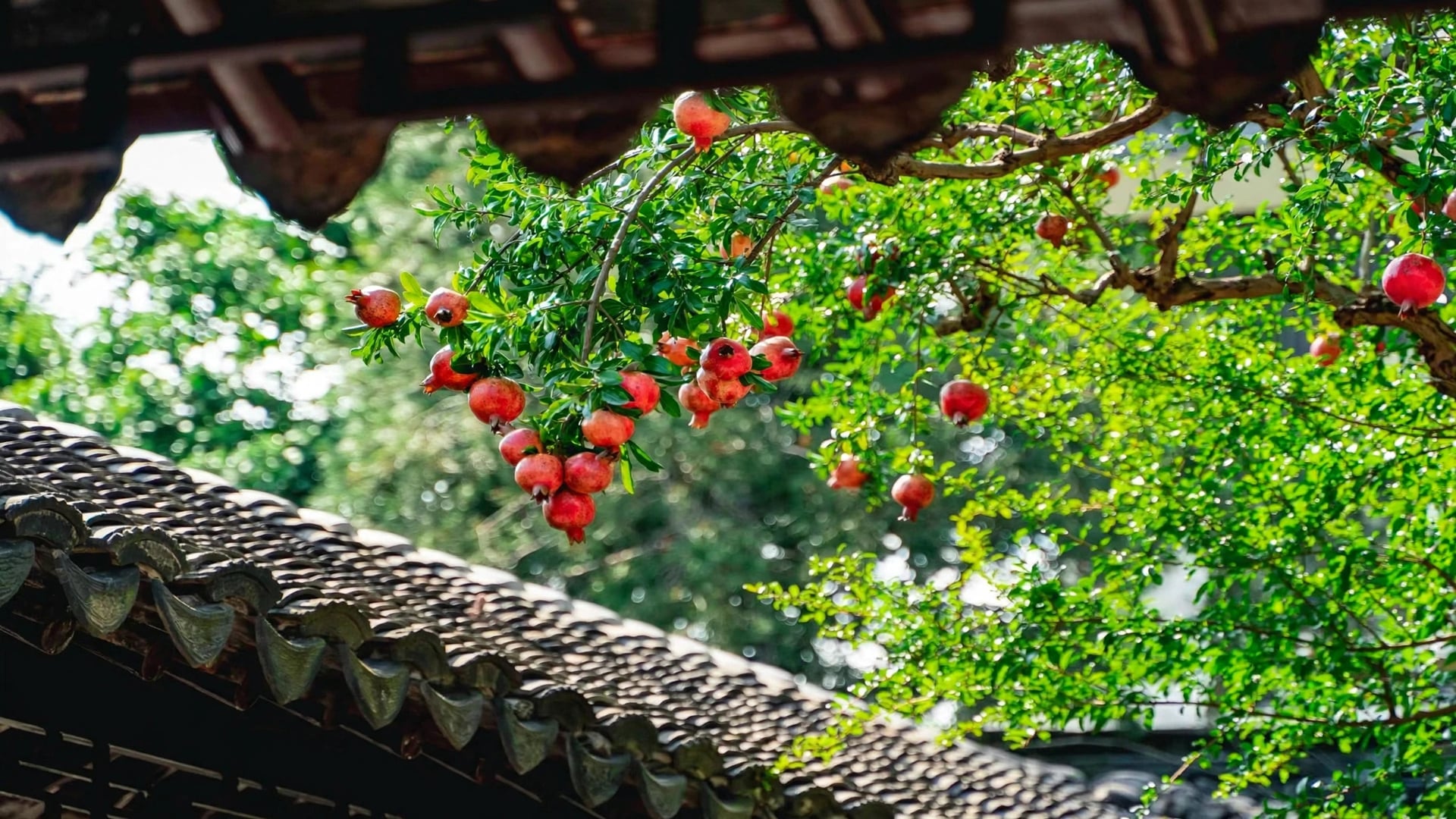 Trẻ con trong nhà xúm lại quanh gốc cây, chia nhau từng chùm hạt ngọt.