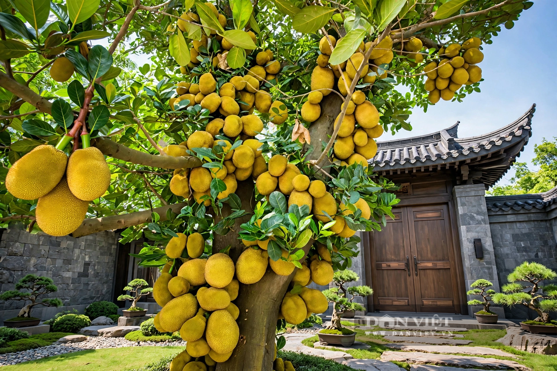 Không ai trồng mít mà vội được.