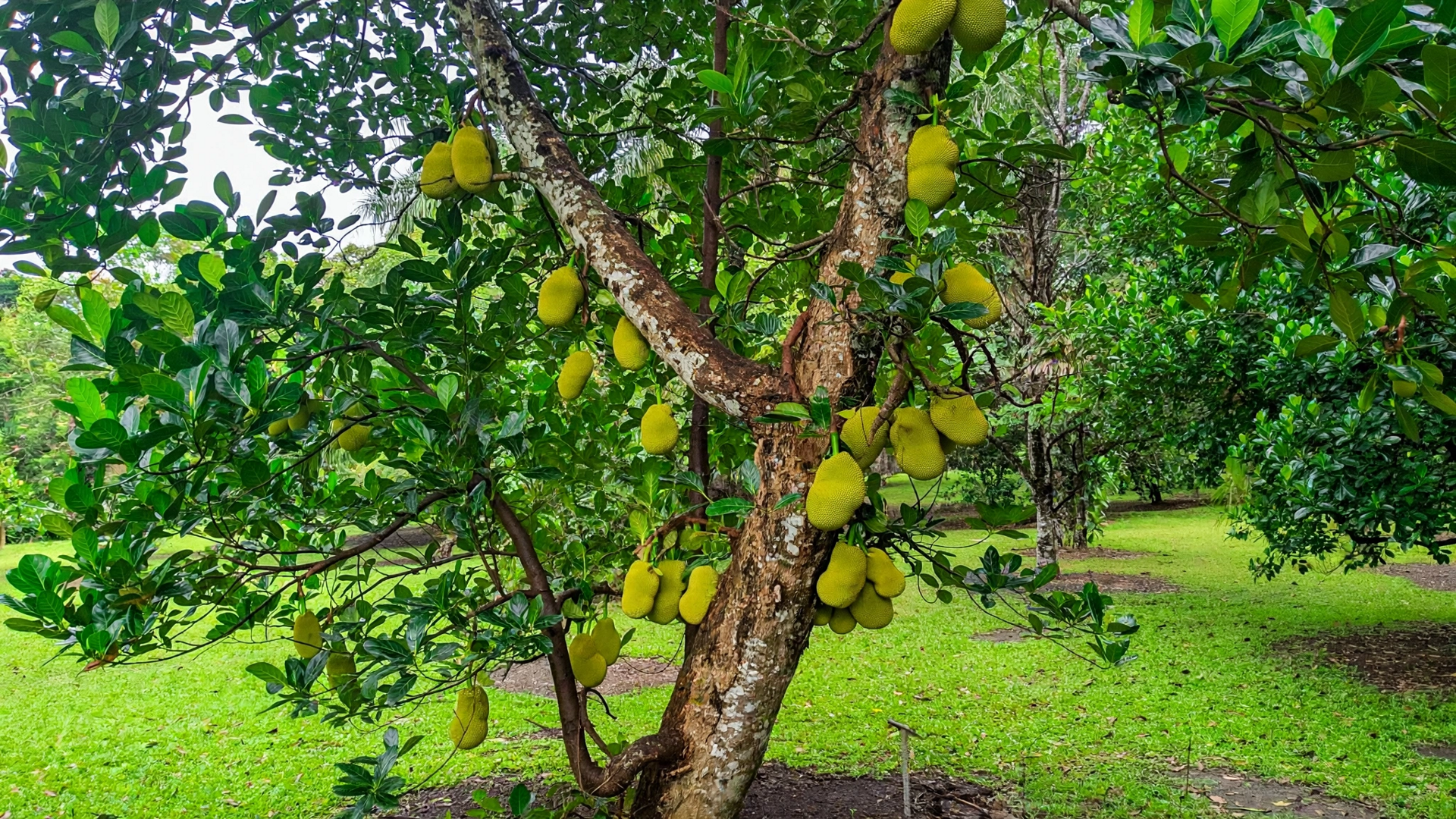 Nếu lựu là ngọn lửa, thì mít chính là bóng mát.