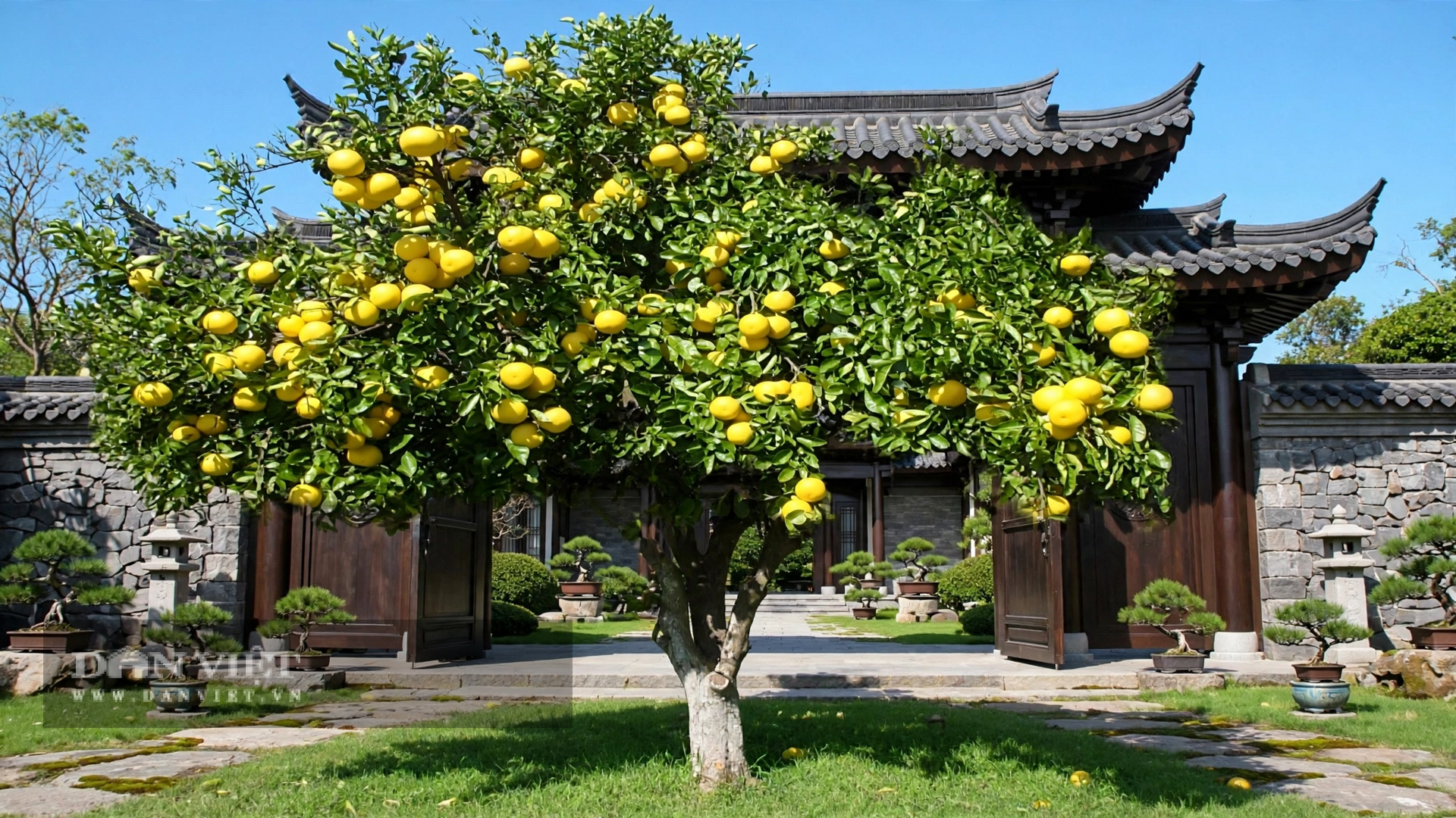 Quả bưởi tròn trịa, lúc lừng lững xanh, khi chín vàng ươm như mặt trăng
