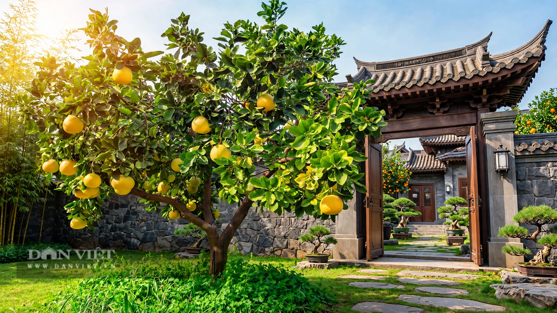 Tán bưởi tròn đều